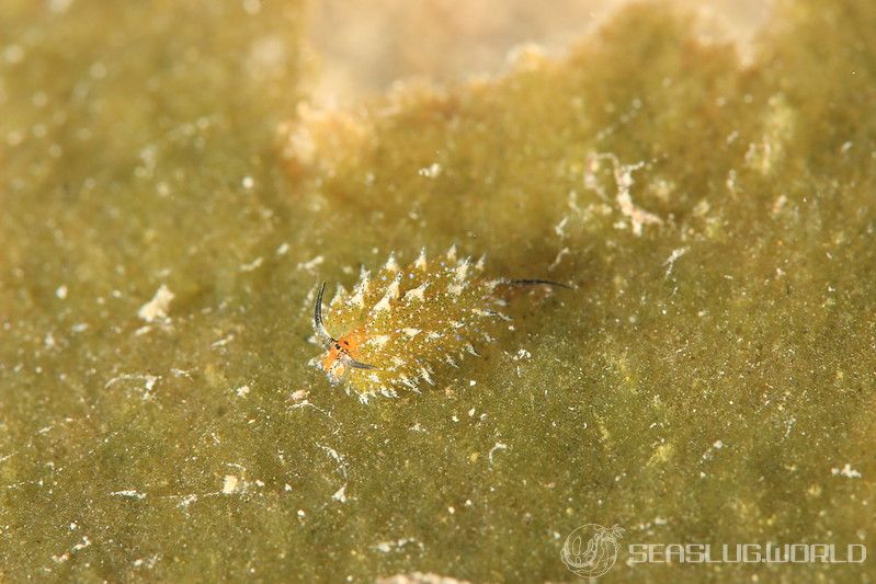 アオモンモウミウシ Costasiella Sp 6 世界のウミウシ