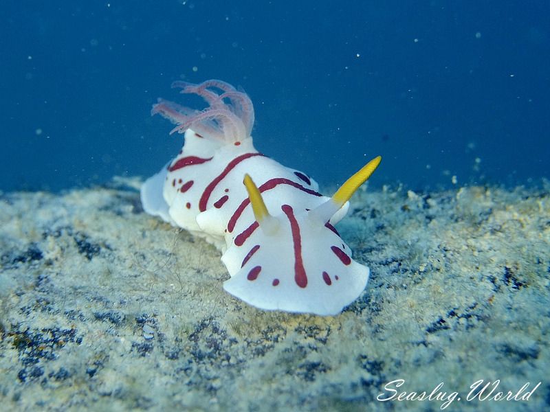 ウェルコニア・カタライ Verconia catalai