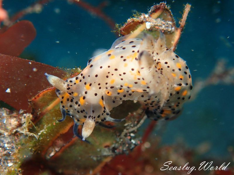 コソデウミウシ Polycera abei