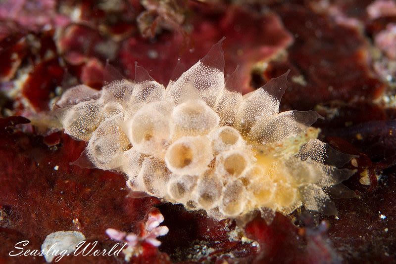 コヤナギウミウシ属の一種 5 Janolus sp. 5