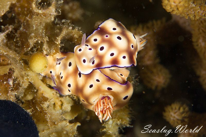 マダライロウミウシ Hypselodoris tryoni