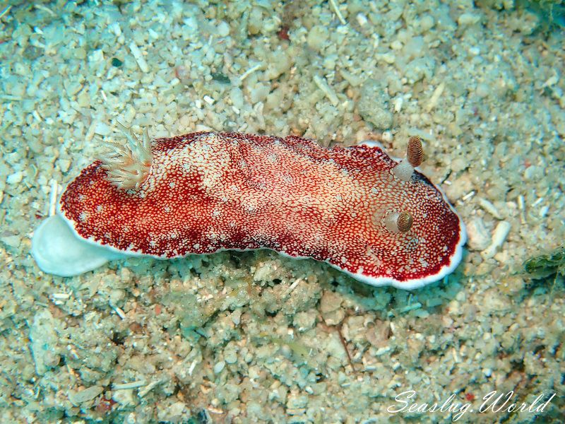 チリメンウミウシ Goniobranchus reticulatus