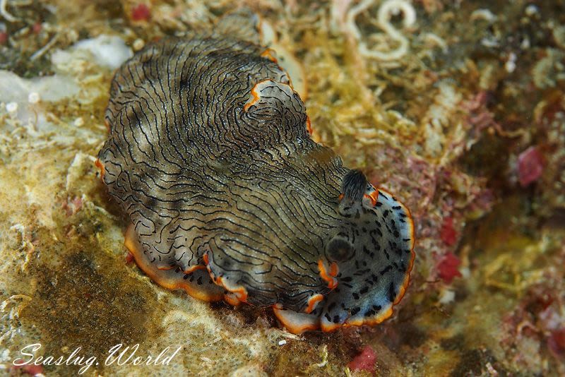 オセザキオトメウミウシ Dermatobranchus sp. 1