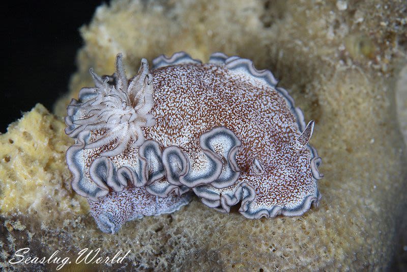 タヌキイロウミウシ Glossodoris hikuerensis