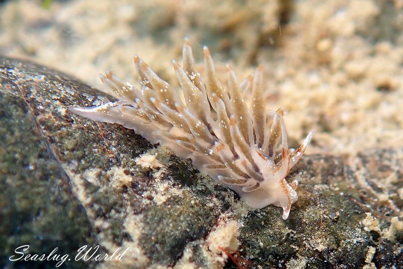 ホリミノウミウシ Eubranchus horii | 世界のウミウシ