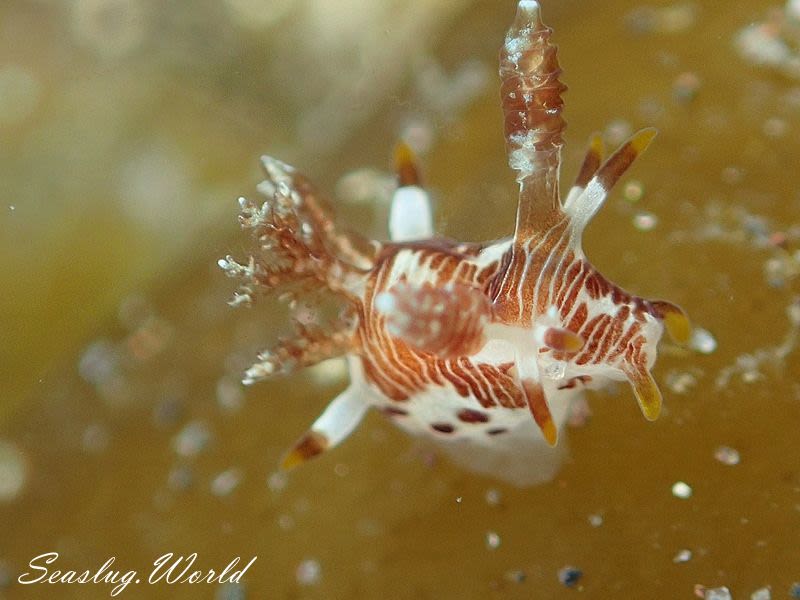 ハゴロモウミウシ属の一種 Ancula sp.