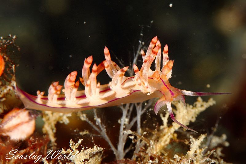 コリュフェリナ・フラムマ Coryphellina flamma