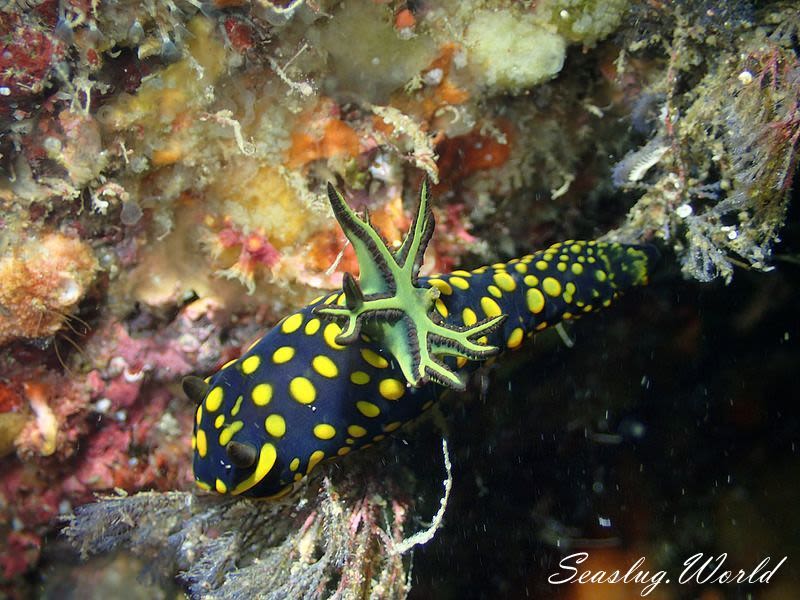 サガミリュウグウウミウシ Tambja sagamiana