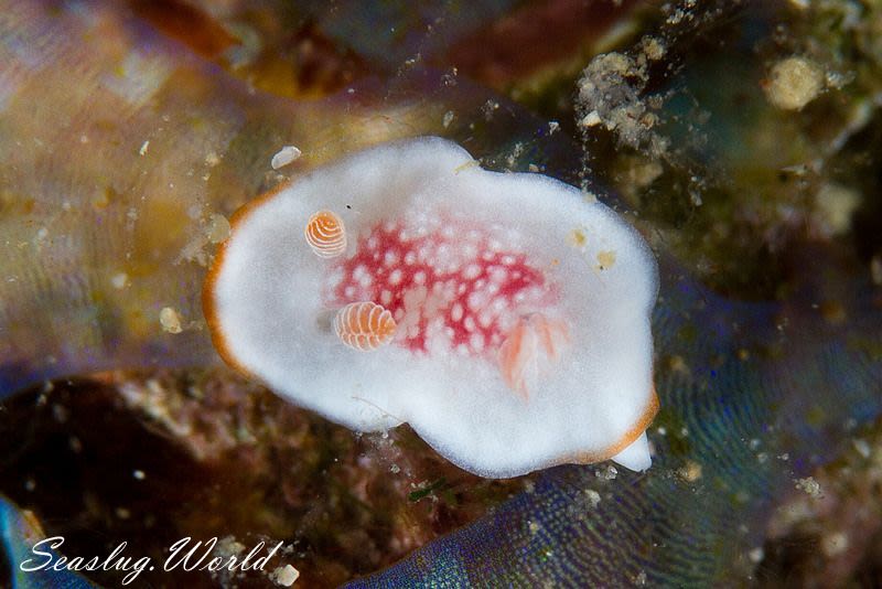 チリメンウミウシ Goniobranchus reticulatus