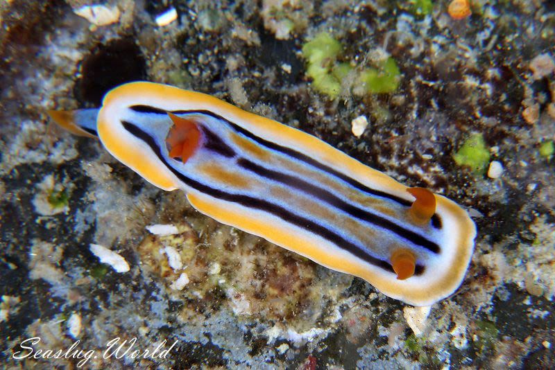 コールマンウミウシ Chromodoris colemani