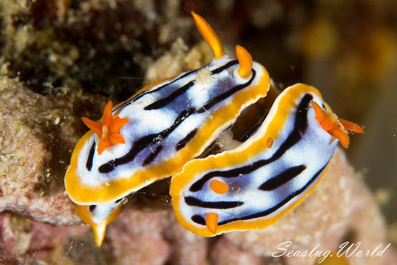 シボリイロウミウシ Chromodoris strigata