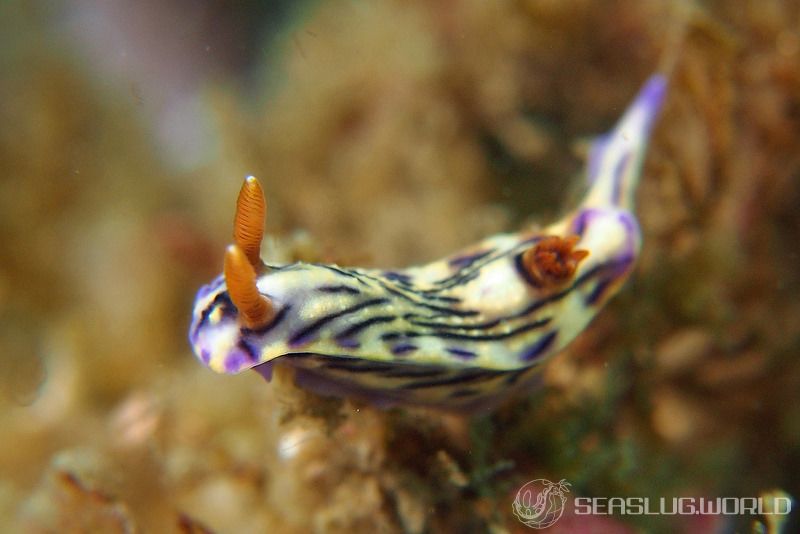 ソヨカゼイロウミウシ Hypselodoris zephyra