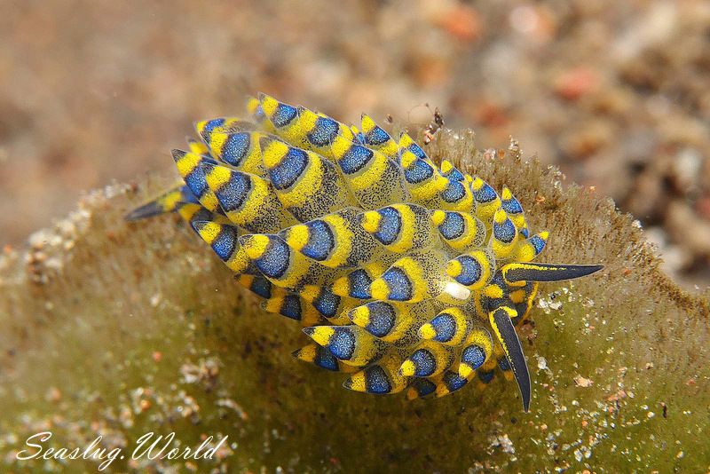 ミナミアオモウミウシ Costasiella sp. 5