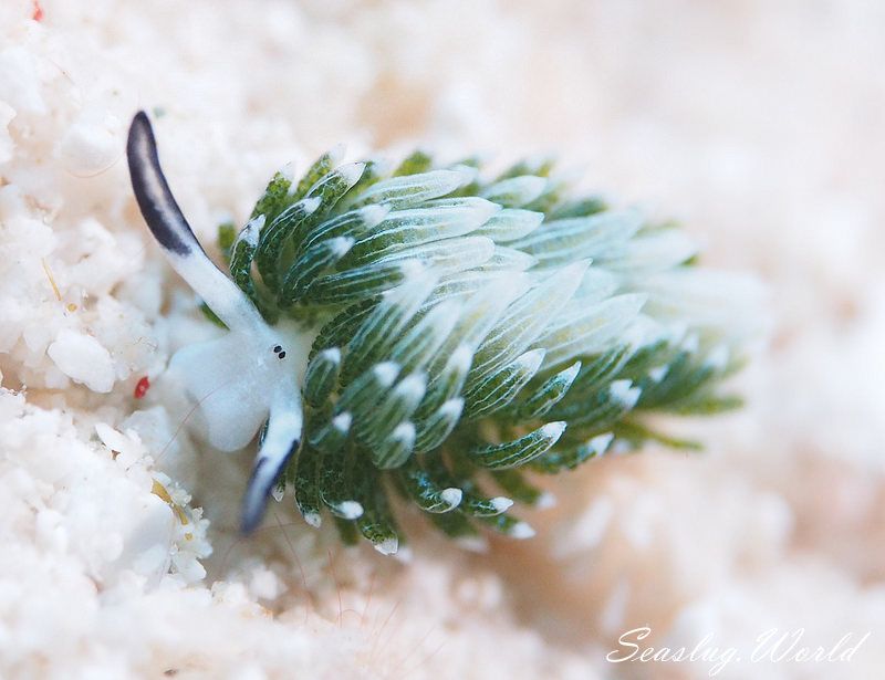 ウサギモウミウシ Costasiella Usagi 世界のウミウシ