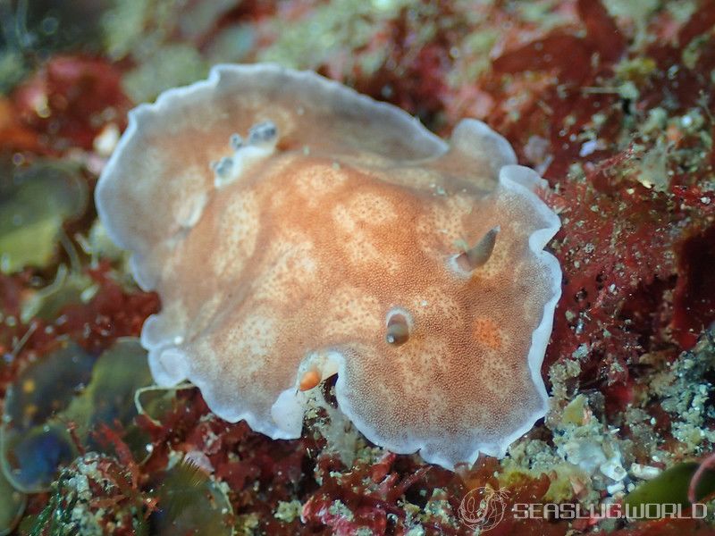 ホンカワウミウシ Platydoris cinereobranchiata