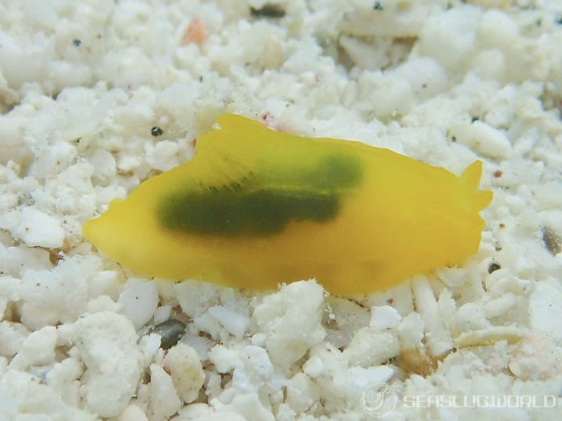 キヌハダウミウシ属の一種 33 Gymnodoris sp.33