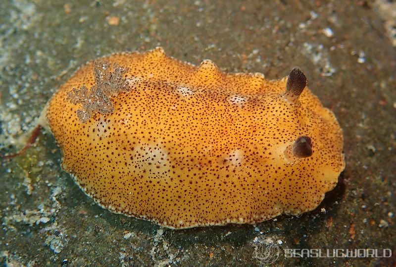 ネズミウミウシ Platydoris Sp 1 世界のウミウシ