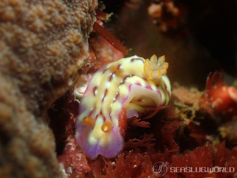 セリスイロウミウシ Hypselodoris cerisae