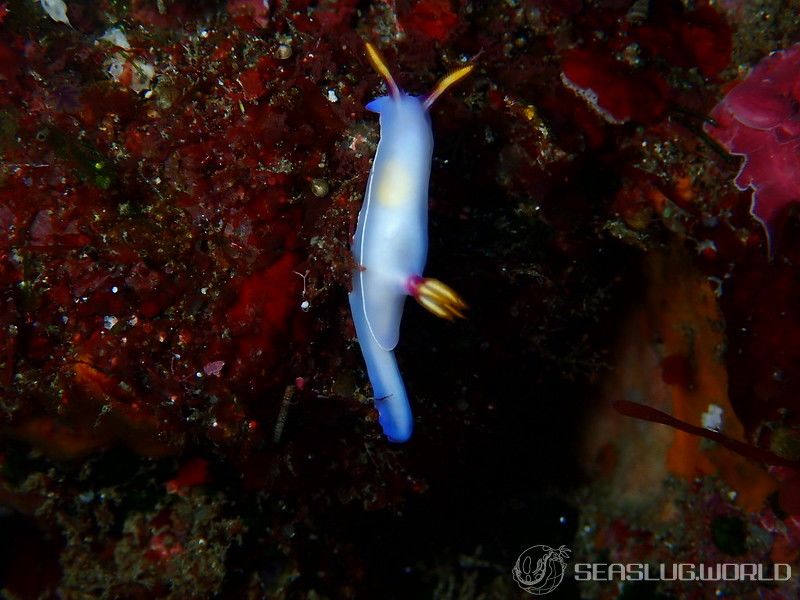 ゾウゲイロウミウシ Hypselodoris bullockii