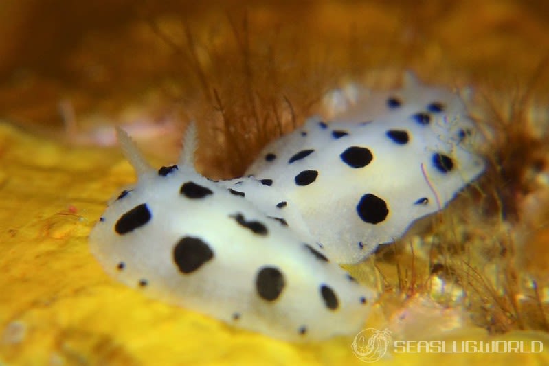 ミズタマイボウミウシ Phyllidia scottjohnsoni