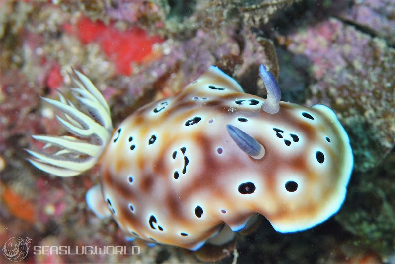 ヒョウモンウミウシ Goniobranchus leopardus