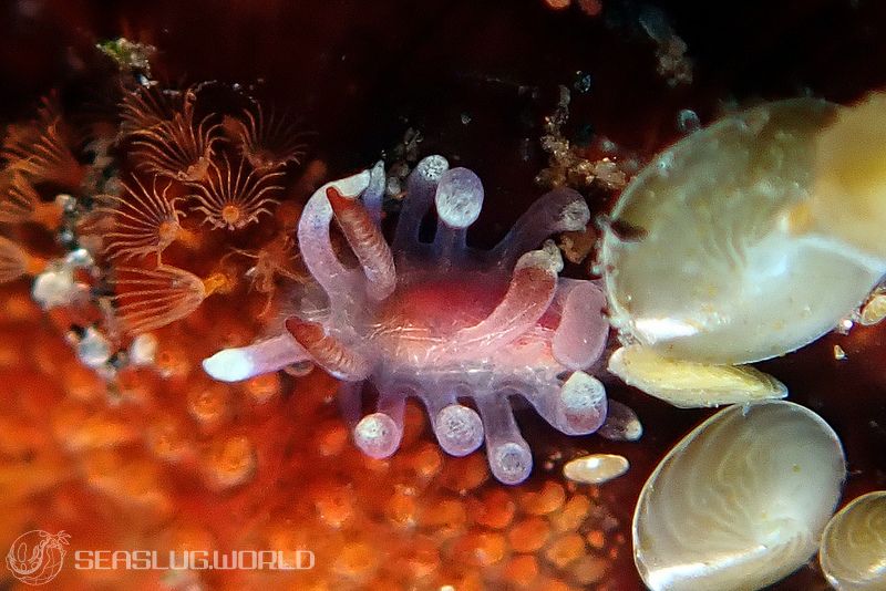 セラトドーリス属の一種 2 Ceratodoris sp. 2