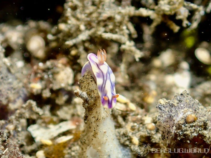 ソヨカゼイロウミウシ Hypselodoris zephyra