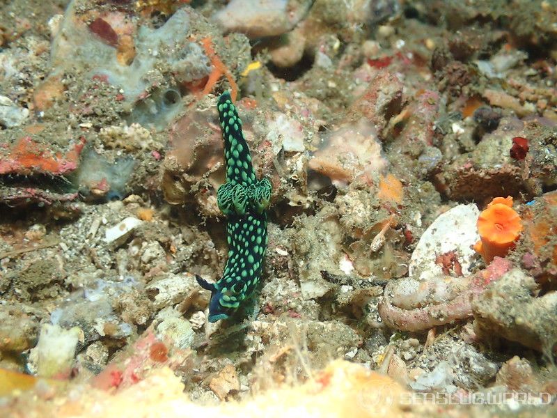 トサカリュウグウウミウシ Nembrotha cristata