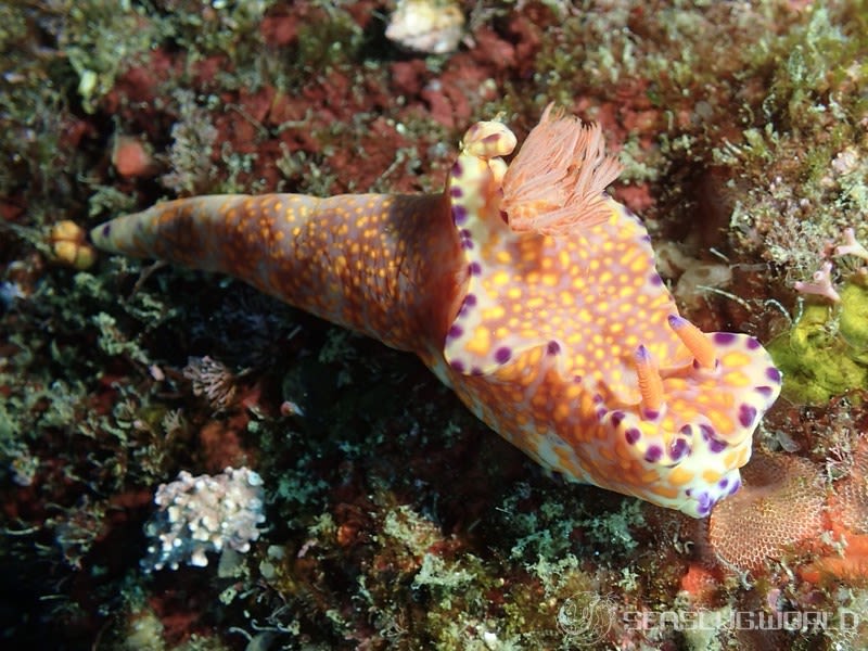 ニシキウミウシ Ceratosoma trilobatum