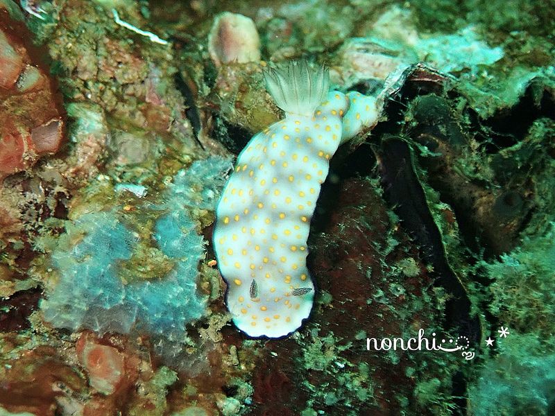 ヒュプセロドーリス・プルケッラ Hypselodoris pulchella