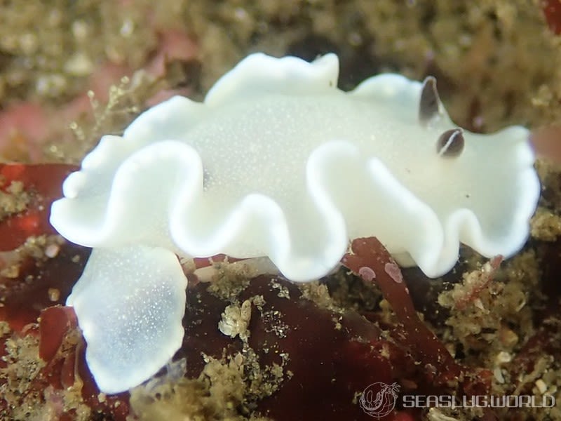 ジボガウミウシ Glossodoris misakinosibogae