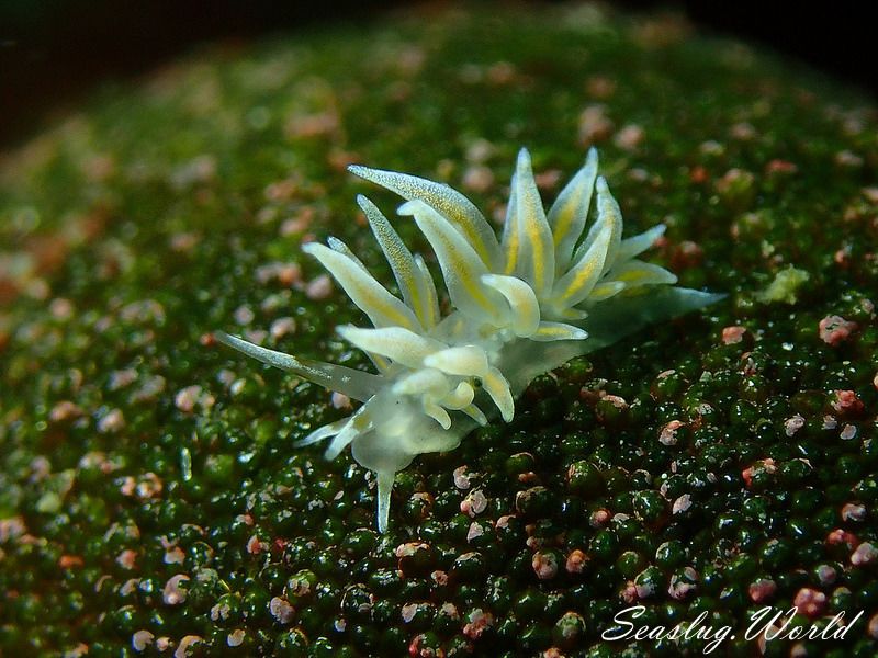 ホリミノウミウシ属の一種 25 Eubranchus sp.25