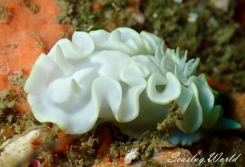 シロタエイロウミウシ Glossodoris buko