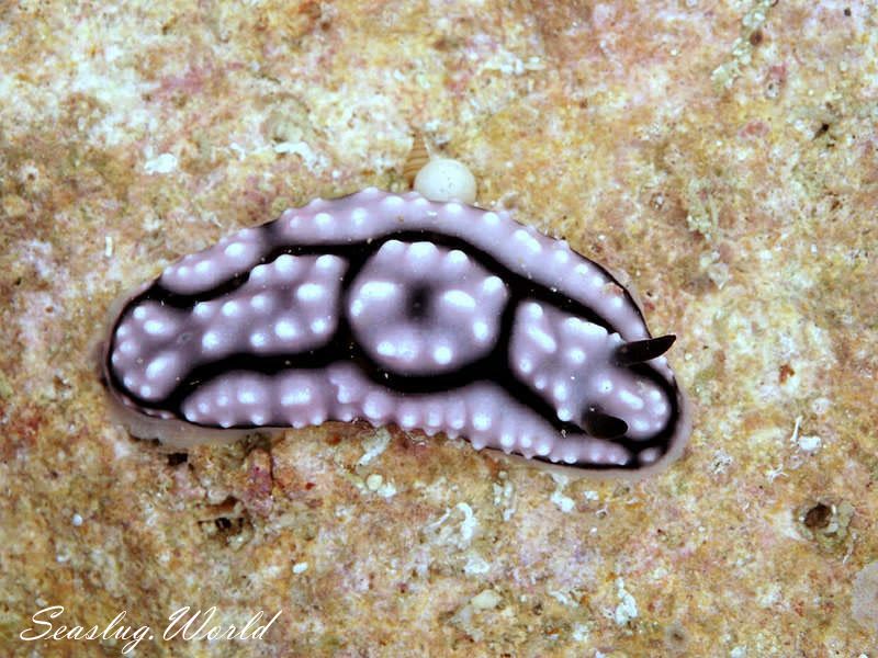 ワモンイボウミウシ Phyllidiella annulata