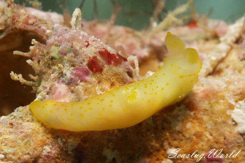 キヌハダモドキ Gymnodoris citrina