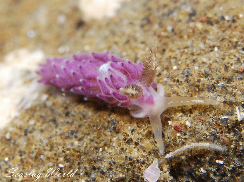 ツノヒダミノウミウシ Favorinus perfoliatus