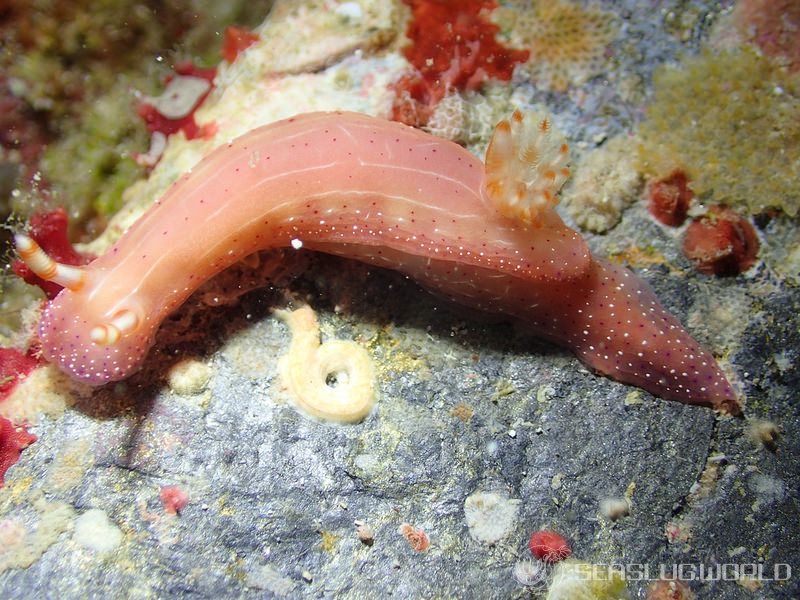 センテンイロウミウシ Hypselodoris decorata