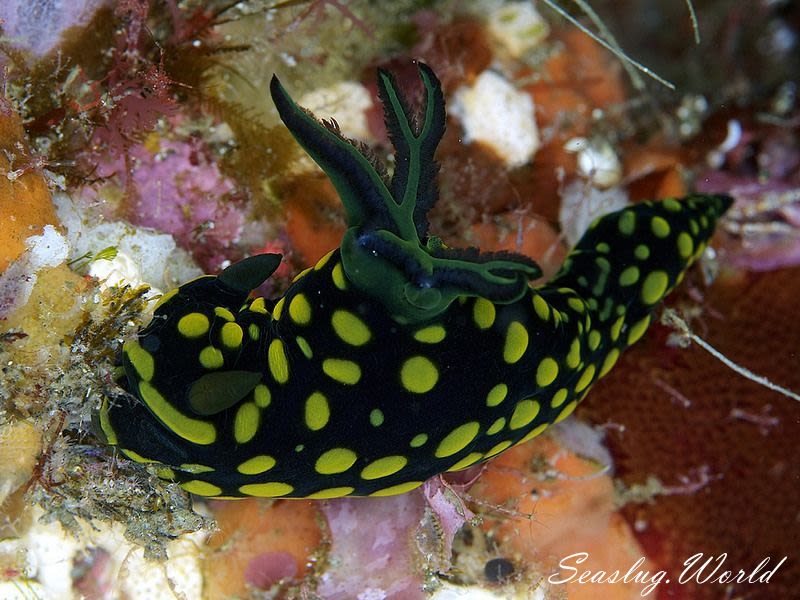 サガミリュウグウウミウシ Tambja sagamiana