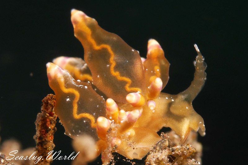 ツノワホリミノウミウシ Eubranchus mandapamensis