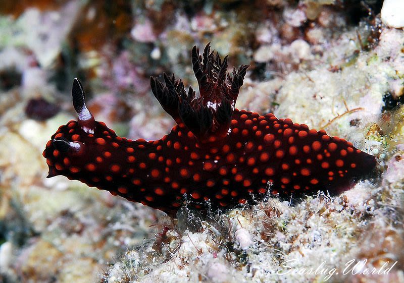 ベニゴマリュウグウウミウシ Nembrotha sp. 1