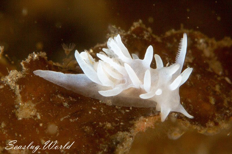 シロイバラウミウシ Bermudella japonica