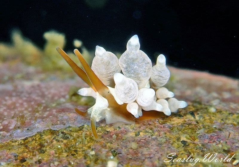 イナバミノウミウシ Eubranchus inabai