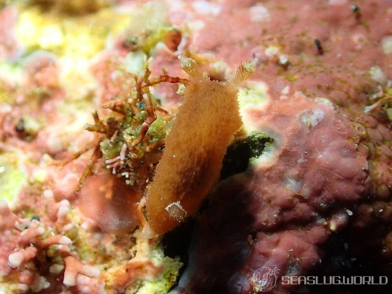 トルディサ アルボマクラータ Thordisa Albomacula 世界のウミウシ
