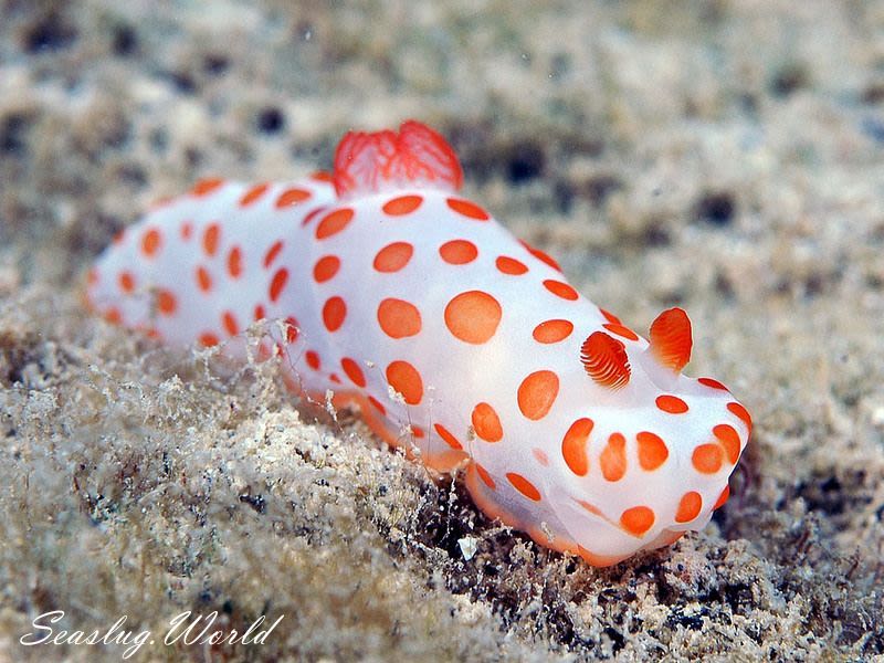 キイボキヌハダウミウシ Gymnodoris impudica