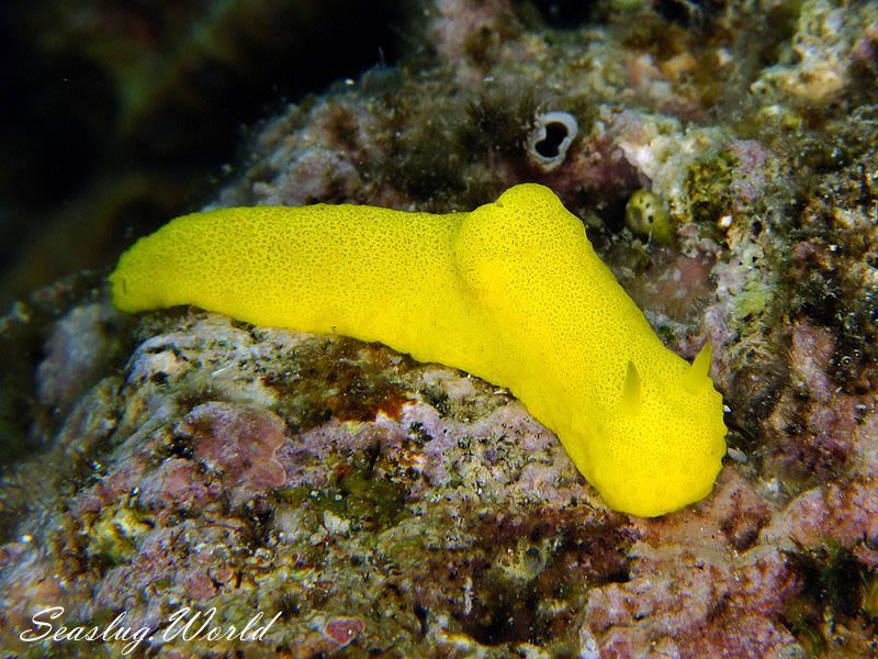 レモンウミウシ Notodoris citrina