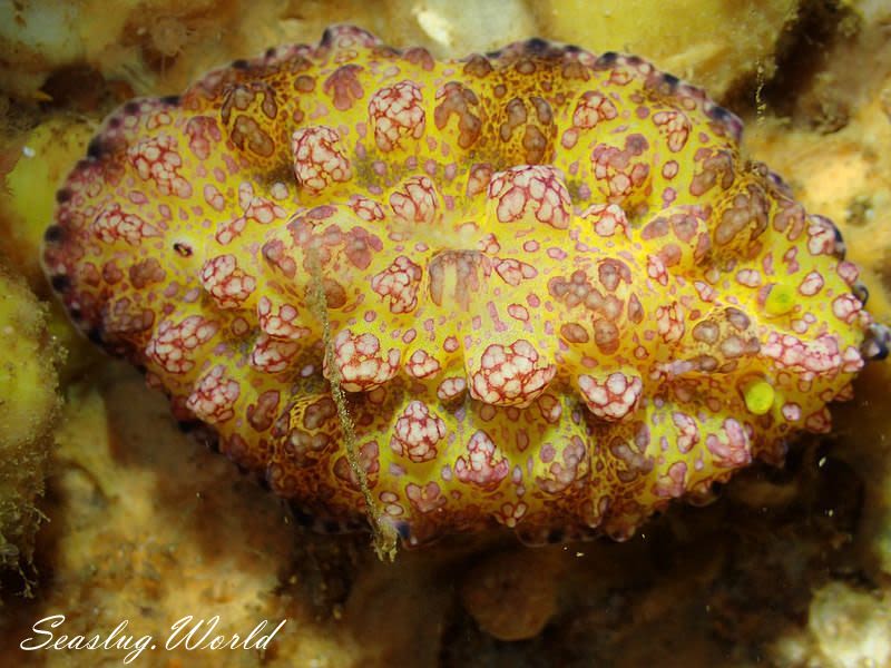 アデヤカイボウミウシ Phyllidiopsis cardinalis