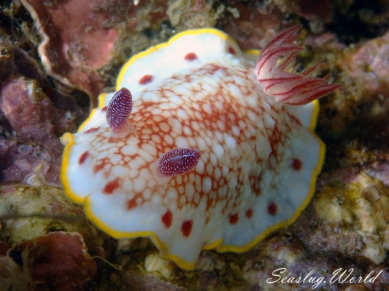 サラサウミウシ Goniobranchus sp.16