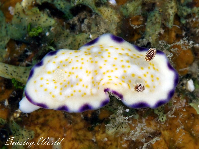 ヒメコモンウミウシ Goniobranchus rufomaculatus