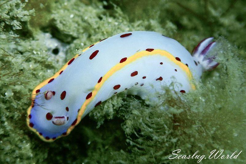 ヒュプセロドーリス・ベネットイ Hypselodoris bennetti