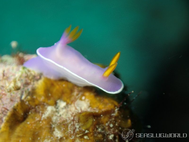 カグヤヒメウミウシ Hypselodoris variobranchia